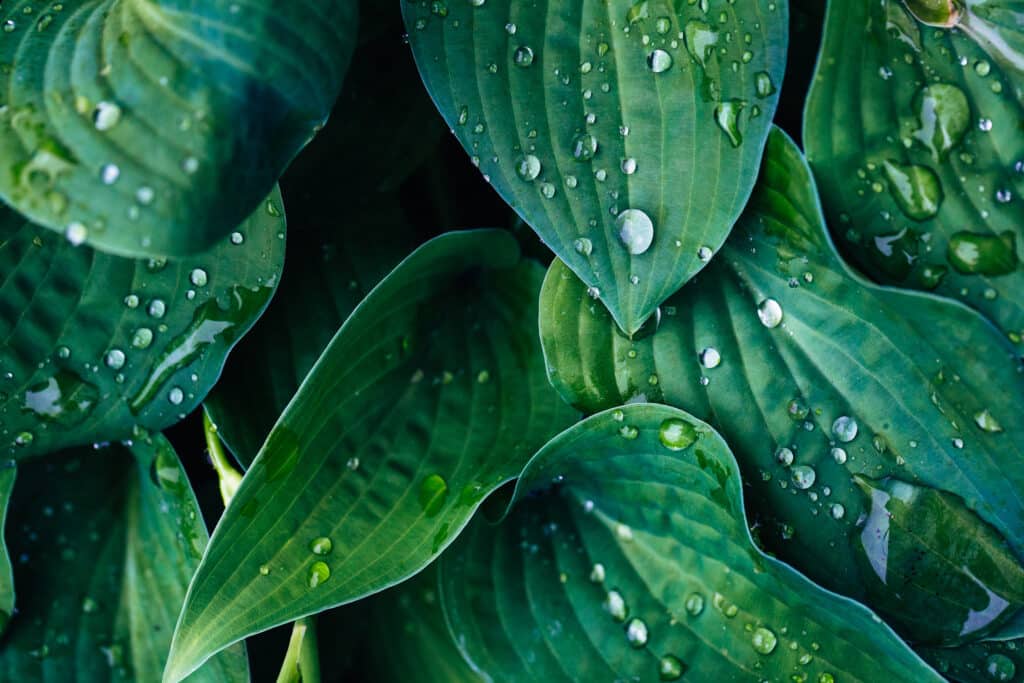 Wet green leaves